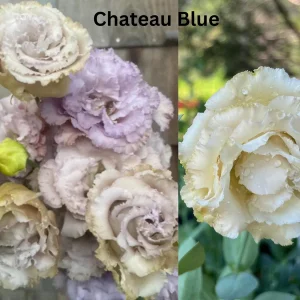 Lisianthus Chateau Blue Live Plant Plug - Ready to Grow Flower, 2-3 Leaves - Image 7