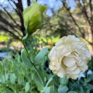 Lisianthus Chateau Blue Live Plant Plug - Ready to Grow Flower, 2-3 Leaves - Image 9