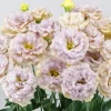 Lisianthus Chateau Blue Live Plant Plug - Ready to Grow Flower, 2-3 Leaves - Image 1
