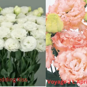 Lisianthus Live Plant Plugs - Well-Rooted Eustoma Grandiflorum Starter Plants - Image 10