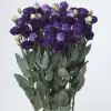 Lisianthus Live Plant Plugs - Well-Rooted Eustoma Grandiflorum Starter Plants - Image 1