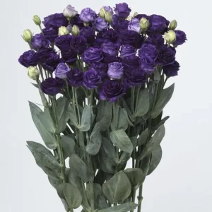Lisianthus Live Plant Plugs - Well-Rooted Eustoma Grandiflorum Starter Plants - Image 1