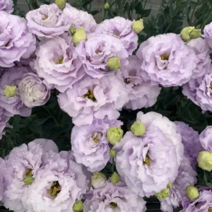 Lisianthus Live Plant Plugs - Well-Rooted Eustoma Grandiflorum Starter Plants - Image 5