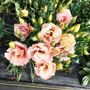 Lisianthus Live Plant Plugs - Well-Rooted Eustoma Grandiflorum Starter Plants - Image 6