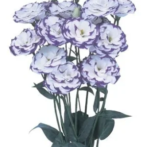 Lisianthus Live Plant Plugs - Well-Rooted Eustoma Grandiflorum Starter Plants - Image 7
