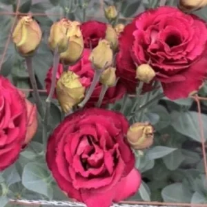 Lisianthus Live Plant Plugs - Well-Rooted Eustoma Grandiflorum Starter Plants - Image 8