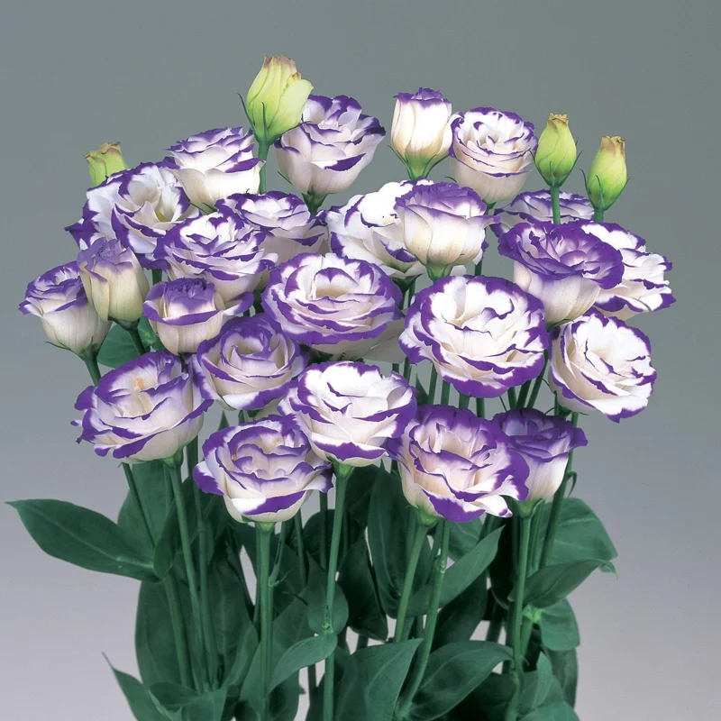 Lisianthus Live Plant - Rose Without Thorns - Healthy Starter Plug, 1-3 ft Tall, Indoor/Outdoor - Image 10