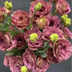 Lisianthus Live Plant - Rose Without Thorns - Healthy Starter Plug, 1-3 ft Tall, Indoor/Outdoor - Image 5