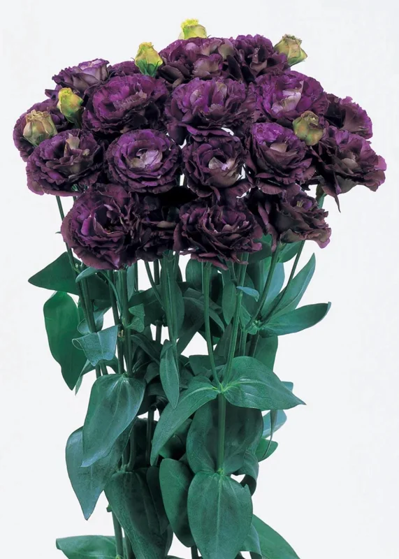 Lisianthus Live Plant - Rose Without Thorns - Healthy Starter Plug, 1-3 ft Tall, Indoor/Outdoor - Image 6