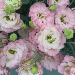 Lisianthus Live Plant - Rose Without Thorns - Healthy Starter Plug, 1-3 ft Tall, Indoor/Outdoor - Image 8