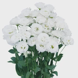 Lisianthus Live Plant - Rose Without Thorns - Healthy Starter Plug, 1-3 ft Tall, Indoor/Outdoor - Image 9