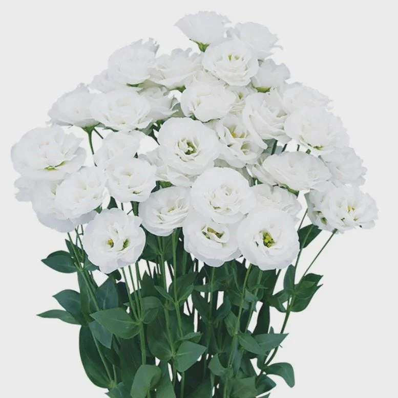 Lisianthus Live Plant - Rose Without Thorns - Healthy Starter Plug, 1-3 ft Tall, Indoor/Outdoor - Image 9