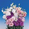 Lisianthus Live Plant - Rose Without Thorns - Healthy Starter Plug, 1-3 ft Tall, Indoor/Outdoor - Image 1