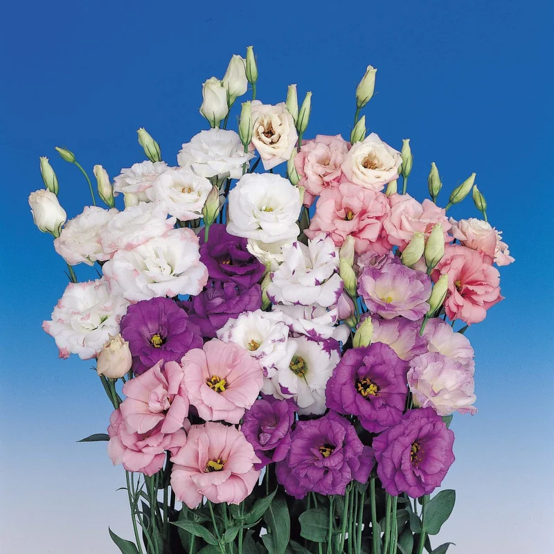 Lisianthus Live Plant - Rose Without Thorns - Healthy Starter Plug, 1-3 ft Tall, Indoor/Outdoor - Image 1
