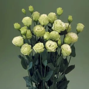 Lisianthus Live Plant - Rose Without Thorns Starter, Eustoma Grandiflorum, 1-3 ft Tall, Outdoor - Image 10