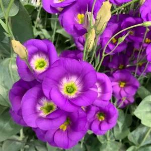 Lisianthus Live Plant - Rose Without Thorns Starter, Eustoma Grandiflorum, 1-3 ft Tall, Outdoor - Image 7