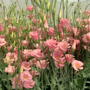 Lisianthus Live Plant - Rose Without Thorns Starter, Eustoma Grandiflorum, 1-3 ft Tall, Outdoor - Image 8