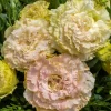 Lisianthus Live Plant - Rose Without Thorns Starter, Eustoma Grandiflorum, 1-3 ft Tall, Outdoor - Image 1