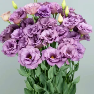Lisianthus Live Plant - Rose Without Thorns Starter, Eustoma Grandiflorum, 1-3 ft Tall, Outdoor - Image 9