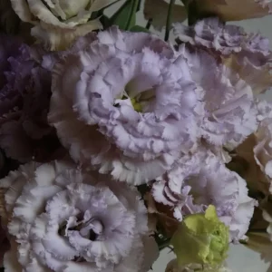 Lisianthus Live Plant Starter 'Rose' - Eustoma Grandiflorum, Rose-Like Blooms - Image 10