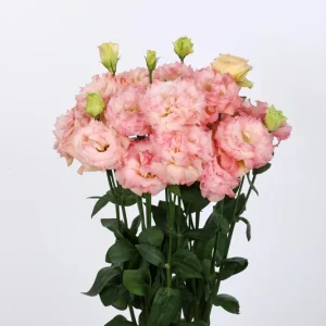 Lisianthus Live Plant Starter 'Rose' - Eustoma Grandiflorum, Rose-Like Blooms - Image 6