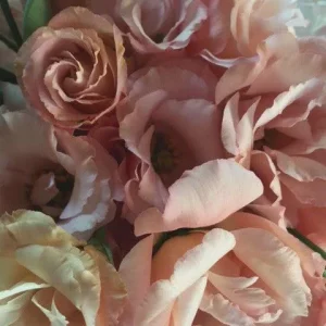 Lisianthus Live Plant Starter 'Rose' - Eustoma Grandiflorum, Rose-Like Blooms - Image 8
