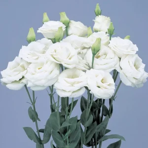Lisianthus Live Plant Starter 'Rose' - Eustoma Grandiflorum, Rose-Like Blooms - Image 9