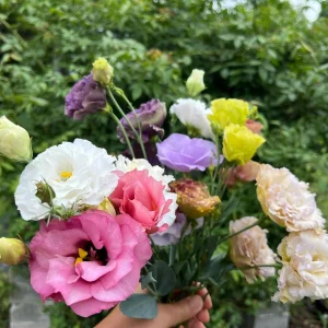 Lisianthus Live Plant Starter 'Rose' - Eustoma Grandiflorum, Rose-Like Blooms - Image 1