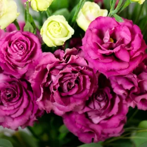 Lisianthus Live Plant Voyage Series Plug - Rose-like Flowers for Garden & Decor - Image 1