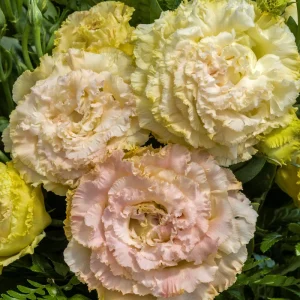 Lisianthus Live Plant Voyage Series Plug - Rose-like Flowers for Garden & Decor - Image 5