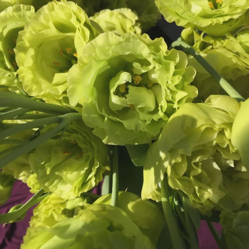 Lisianthus Rosanne Live Plant - Flowering Plug, Heat-Tolerant, 1-3 ft Tall, Outdoor - Image 10