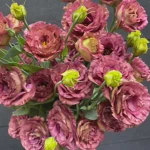 Lisianthus Rosanne Live Plant - Flowering Plug, Heat-Tolerant, 1-3 ft Tall, Outdoor - Image 5