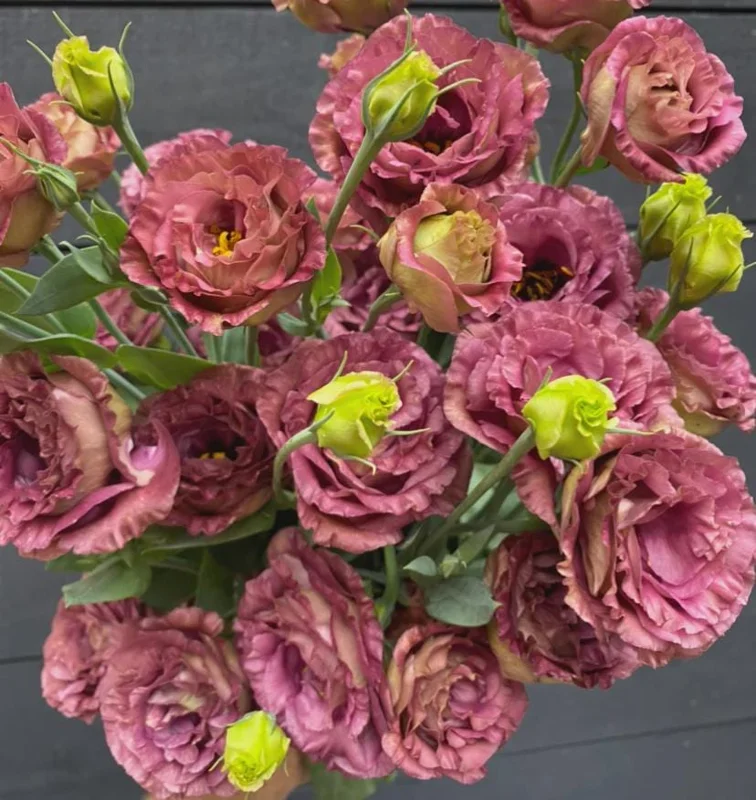 Lisianthus Rosanne Live Plant - Flowering Plug, Heat-Tolerant, 1-3 ft Tall, Outdoor - Image 5