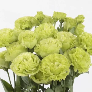 Lisianthus Rosanne Live Plant - Flowering Plug, Heat-Tolerant, 1-3 ft Tall, Outdoor - Image 6