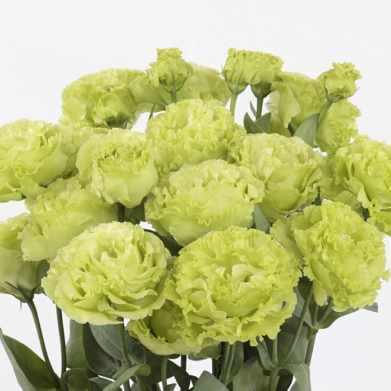 Lisianthus Rosanne Live Plant - Flowering Plug, Heat-Tolerant, 1-3 ft Tall, Outdoor - Image 6