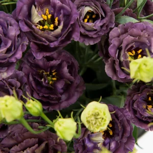 Lisianthus Rosanne Live Plant - Flowering Plug, Heat-Tolerant, 1-3 ft Tall, Outdoor - Image 7