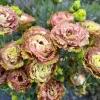 Lisianthus Rosanne Live Plant - Flowering Plug, Heat-Tolerant, 1-3 ft Tall, Outdoor - Image 1