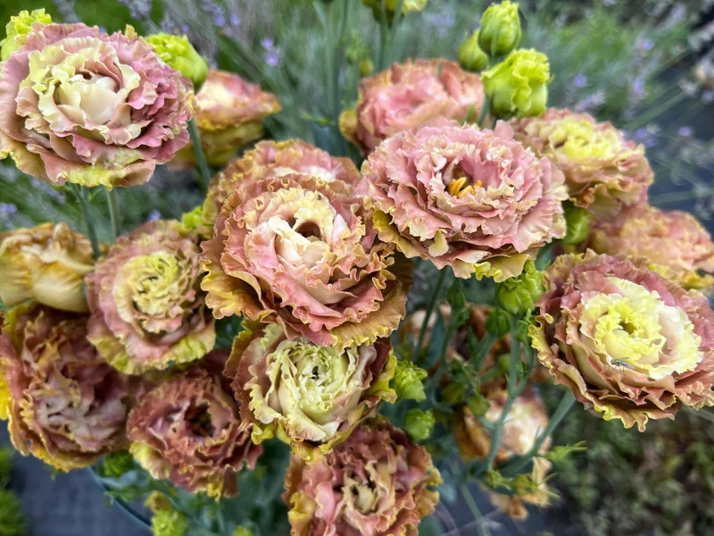 Lisianthus Rosanne Live Plant - Flowering Plug, Heat-Tolerant, 1-3 ft Tall, Outdoor - Image 1