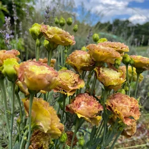 Lisianthus Rosanne Live Plant - Flowering Plug, Heat-Tolerant, 1-3 ft Tall, Outdoor - Image 8