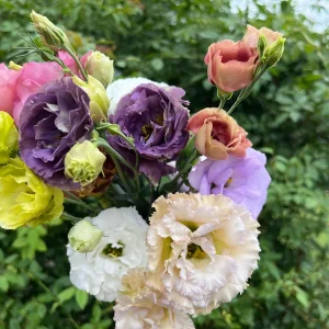 Lisianthus Rosanne Live Plant - Flowering Plug, Heat-Tolerant, 1-3 ft Tall, Outdoor - Image 9