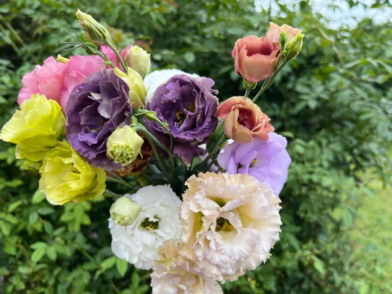 Lisianthus Rosanne Live Plant - Flowering Plug, Heat-Tolerant, 1-3 ft Tall, Outdoor - Image 9