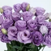 Lisianthus Rosita Series Live Plant – Heat-Resistant, Long-Lasting Rose-Like Flowers – Starter - Image 1