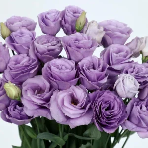 Lisianthus Rosita Series Live Plant – Heat-Resistant, Long-Lasting Rose-Like Flowers – Starter - Image 1