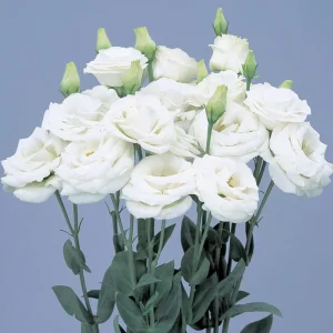 Lisianthus Rosita Series Live Plant – Heat-Resistant, Long-Lasting Rose-Like Flowers – Starter - Image 4