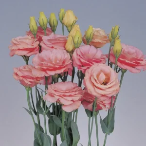 Lisianthus Rosita Series Live Plant – Heat-Resistant, Long-Lasting Rose-Like Flowers – Starter - Image 6
