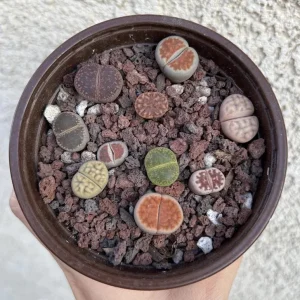 Lithops Live Plant - Colorful Living Stones Succulent - Low Maintenance Indoor Plant - Image 2
