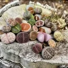 Lithops Live Plant - Colorful Living Stones Succulent - Low Maintenance Indoor Plant - Image 1