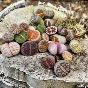 Lithops Live Plant - Colorful Living Stones Succulent - Low Maintenance Indoor Plant - Image 1