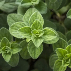 Live Herb Plant Collection - Ready to Grow Herb Garden Kit - 3-4 inch Pots - Indoor/Outdoor - Image 10