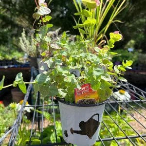 Live Herb Plant Collection - Ready to Grow Herb Garden Kit - 3-4 inch Pots - Indoor/Outdoor - Image 2